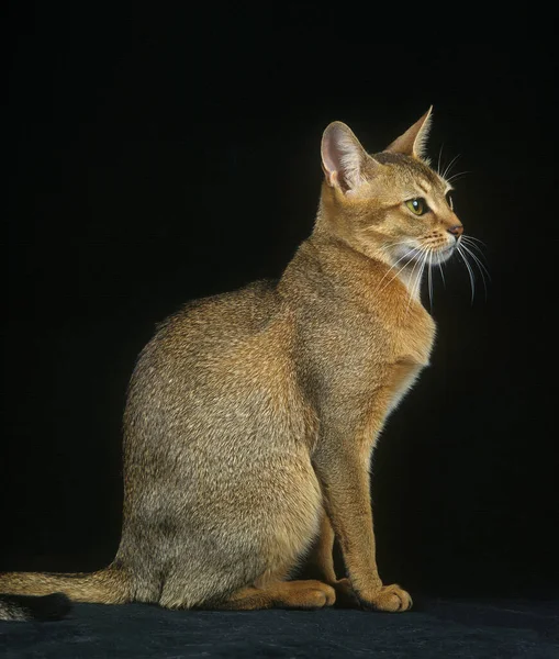 Abyssinian Inhemsk Katt Sittande Mot Svart Bakgrund — Stockfoto