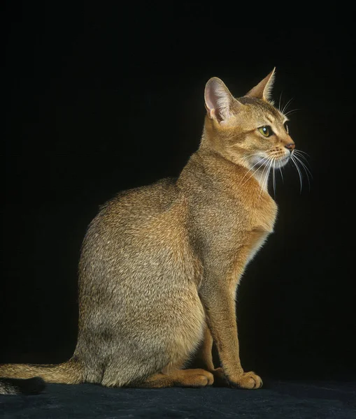 Abessinische Hauskatze Sitzt Vor Schwarzem Hintergrund — Stockfoto