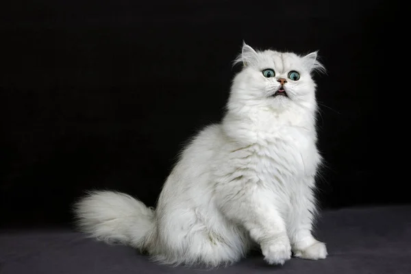 Chinchilla Persian Domestic Cat Black Background — стокове фото