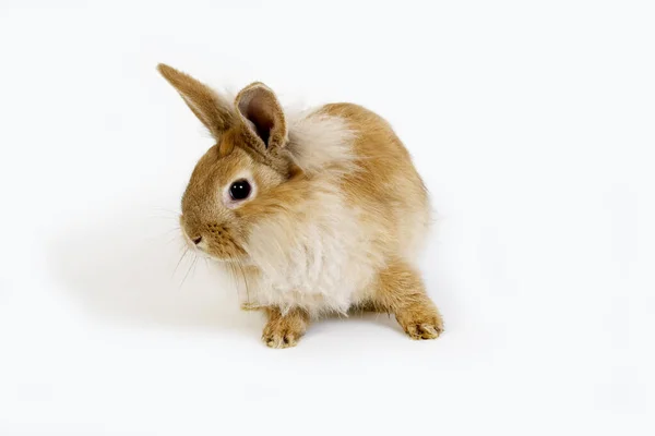 Red Dwarf Rabbit Contra Fondo Blanco — Foto de Stock