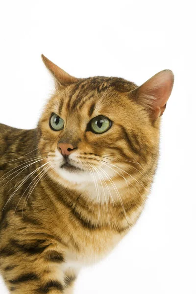 Hnědá Skvrnitá Tabby Bengálská Domácí Kočka Stojící Bílém Pozadí — Stock fotografie