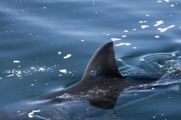 Fin Great White Shark Carcharodon Carcharias False Bay Dél Afrikában — Stock Fotó