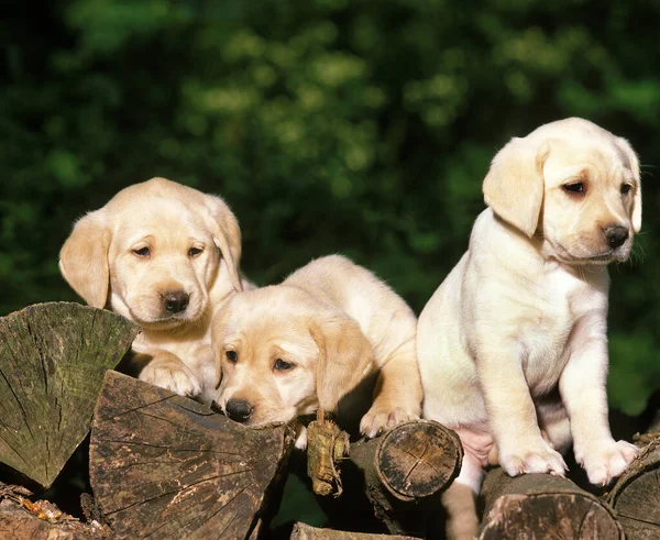 Gelber Labrador Retriever Welpen Stehen Auf Einem Holzstapel — Stockfoto