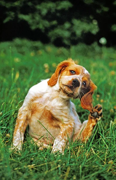 Bretagne Spaniel Hond Puppy Krabben Zijn Oren — Stockfoto