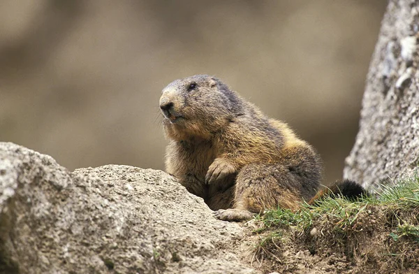 Marmotte Des Alpes Marmota Marmota Adulte Debout Sur Les Rochers — Photo