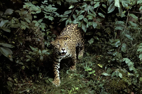 Jaguar Panthera Onca Természetes Háttér — Stock Fotó