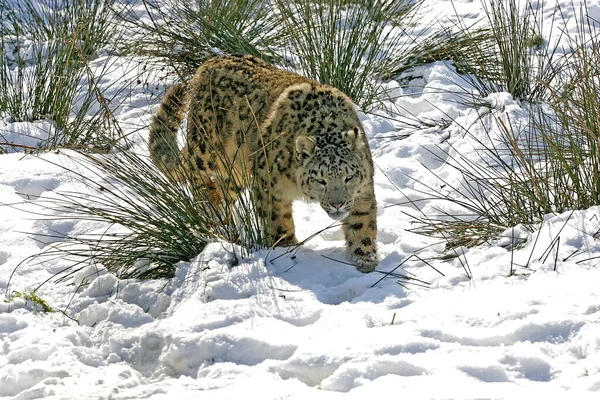 Snow Leopard Ounce Uncia Uncia Standing Snow — 스톡 사진