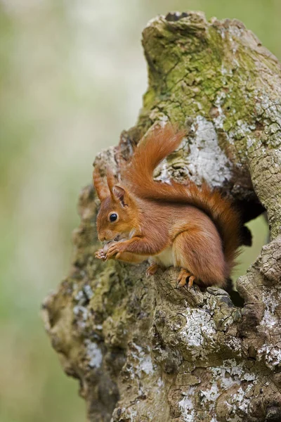 Wiewiórka Czerwona Sciurus Vulgaris Jedzenie Orzechów Laskowych Normandia — Zdjęcie stockowe