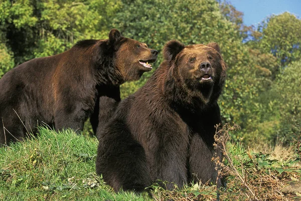Medvěd Hnědý Ursus Arctos — Stock fotografie