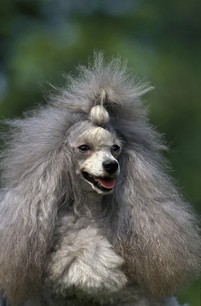 Grey Standard Poodle Portrait Dog — Zdjęcie stockowe