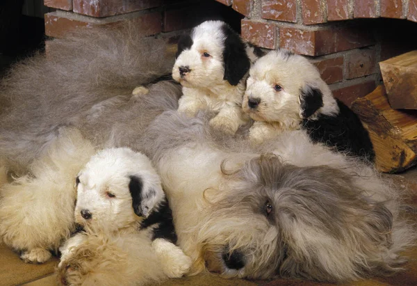 Bobtail Dog or Old English Sheepdog, Mother and Puppies