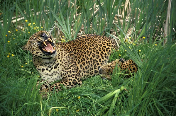 Leopar Panthera Pardus Yetişkin Hırıltısı — Stok fotoğraf