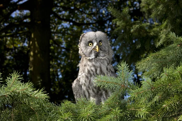 Great Grey Owl Strix Nebulosa Adult Flight — Stock Photo, Image