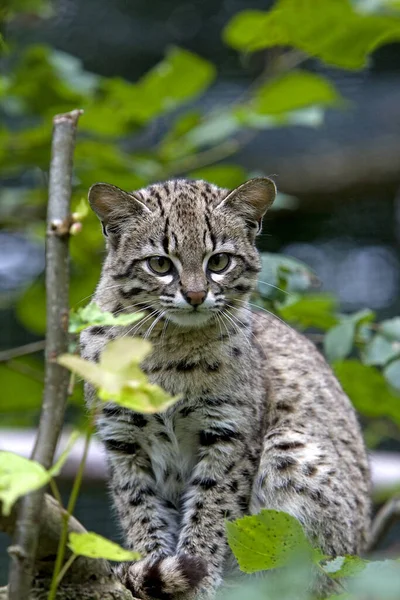 Geoffroy Cat Oncifelis Geoffroyi — Stock fotografie