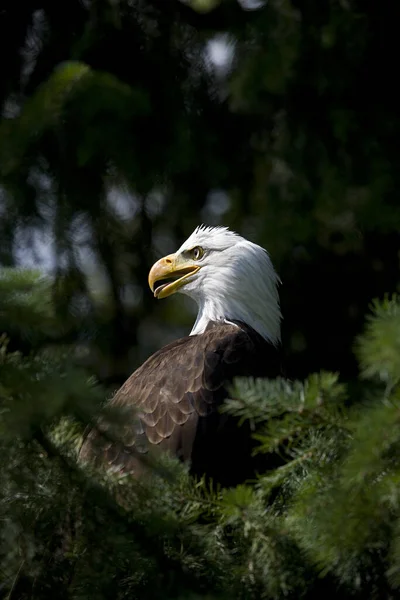 Bald Eagle Haliaeetus Leucocephalus — Stock Photo, Image