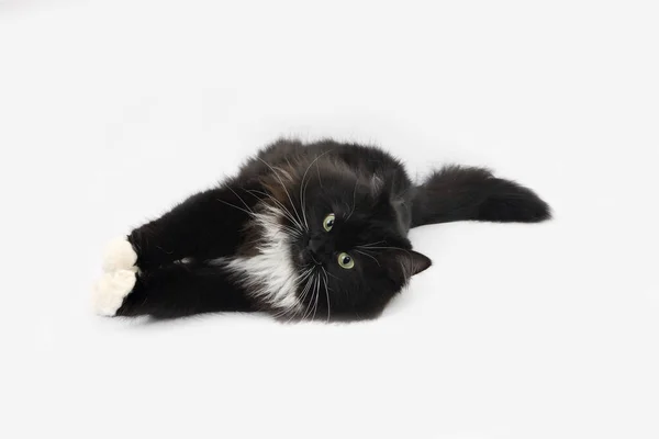 Black White Siberian Domestic Cat Female — Stock Photo, Image