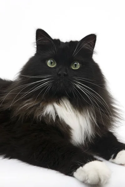 Schwarze Und Weiße Sibirische Hauskatze Weiblich — Stockfoto