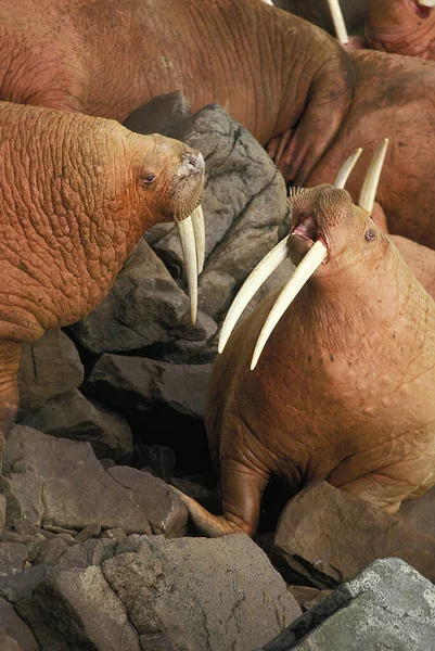 Walrus Odobenus Rosmarus Isola Rotonda Alaska — Foto Stock