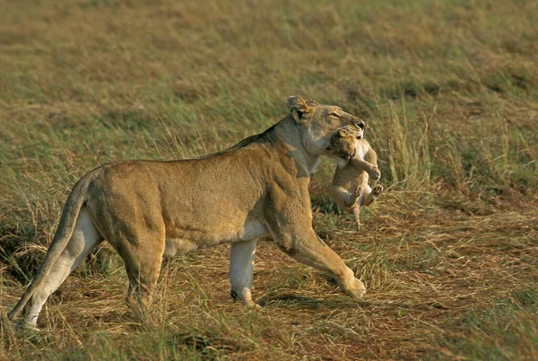 African Lion Panthera Leo Matka Nesoucí Cub Tlamě Masai Mara — Stock fotografie