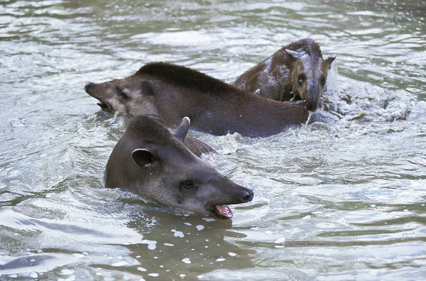 Lowland Tapir Tapirus Terrestris Grupo Água — Fotografia de Stock