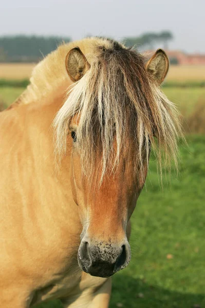 Norwegian Fjord Horse Portrait Stock Photo