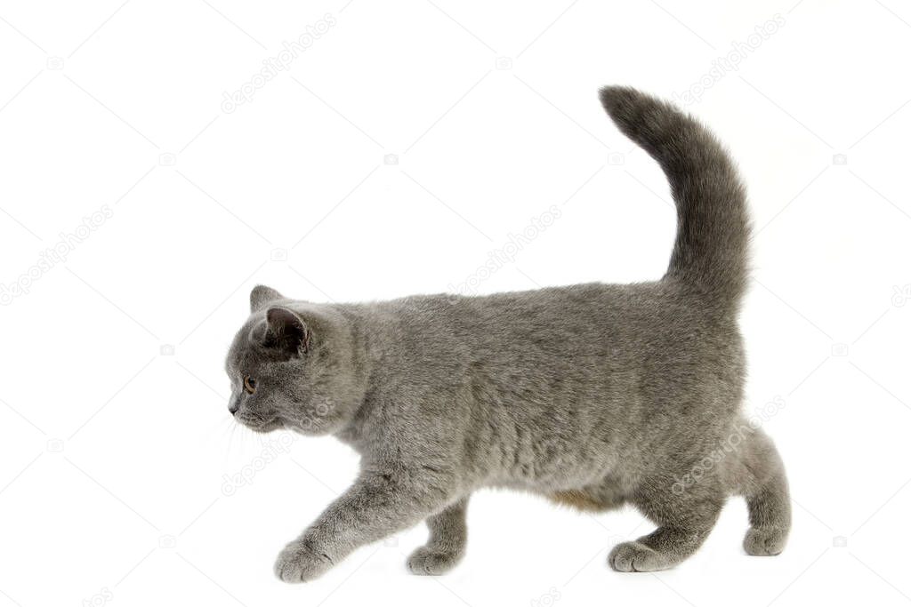 Blue British Shorthair Domestic Cat, Female standing against White Background  