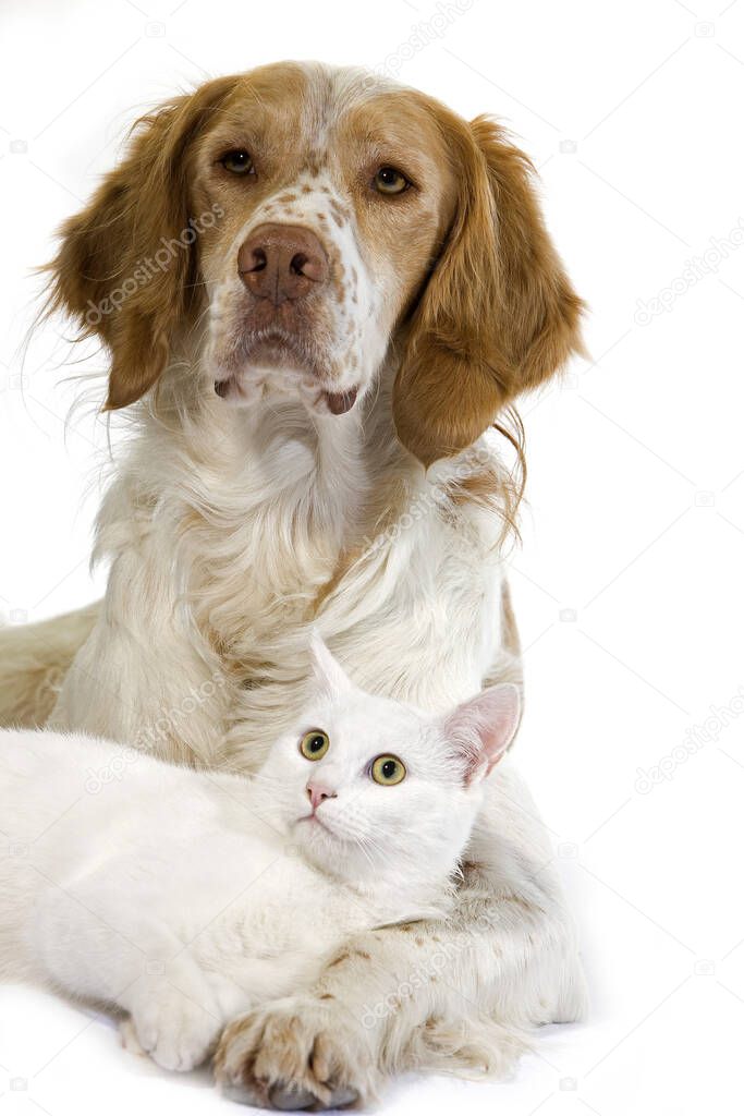 Cinnamon Color French Spaniel Male Dog and White Domestic Cat 