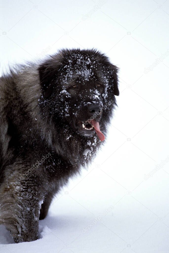 Yugoslavian Shepherd Dog or Sarplaninac, standing on Snow  