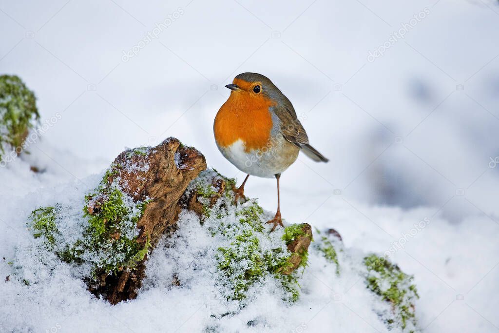 European Robin,  erithacus rubecula, Adult standing on Snow, Normandy  