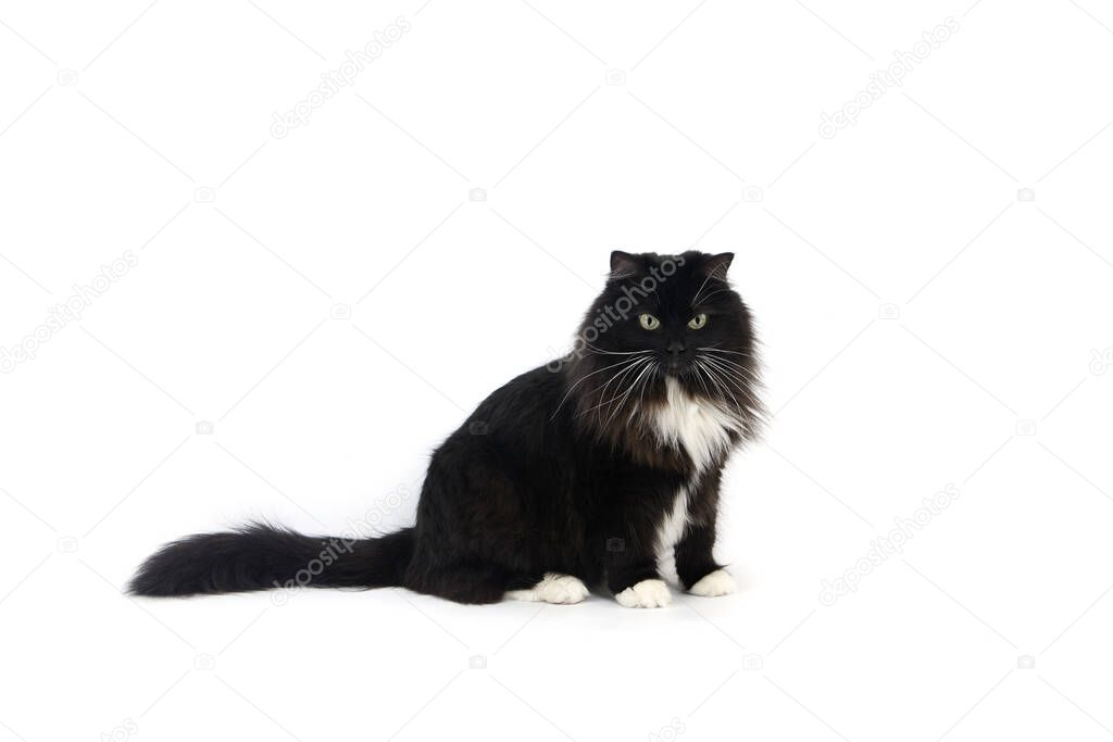 Black and White Siberian Domestic Cat, Female   