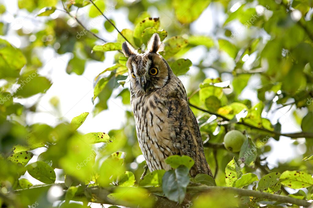 Long-Eared Owl, asio otus, standing on Branch, Normandy  