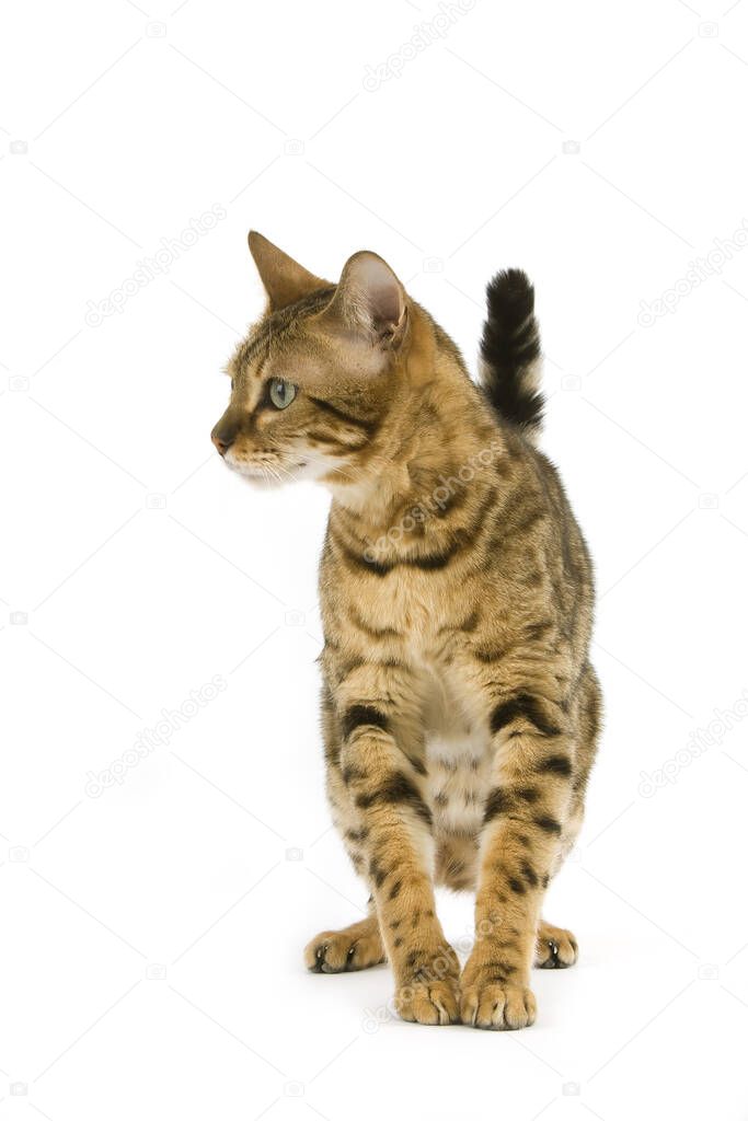 BROWN SPOTTED TABBY BENGAL DOMESTIC CAT  