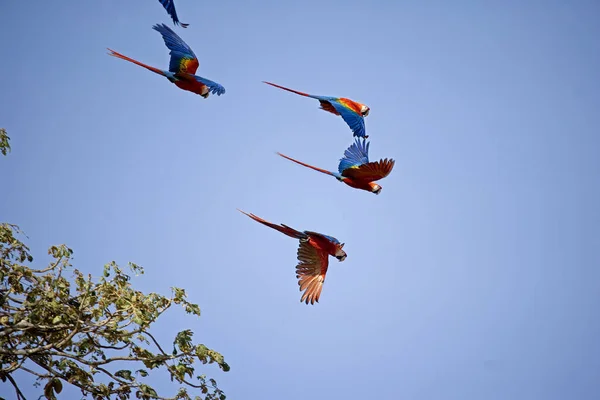 Scarlet Macaw Ara Macao Flyggruppen Los Lianos Venezuela — Stockfoto