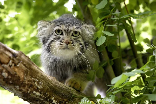 Manul Pallas Cat Otocolobus Manul Adult Standing Branch — Stock Photo, Image