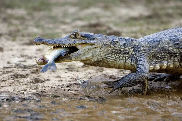 Glasögoncaiman Caiman Krokodilus Vuxenätande Fisk Los Lianos Venezuela — Stockfoto