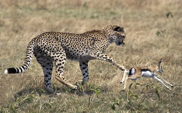 Cheetah Acinonyx Jubatus Jovem Caça Thomson Gazelle Masai Mara Park — Fotografia de Stock
