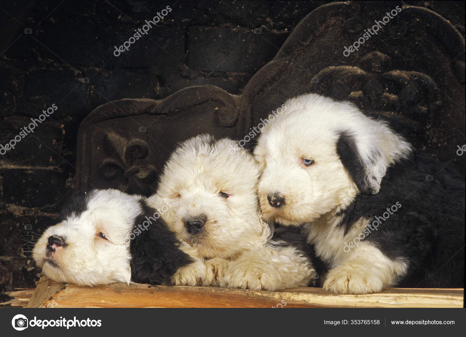 Antiguo pastor inglés (Bobtail)  English sheepdog puppy, Old english  sheepdog puppy, Old english sheepdog