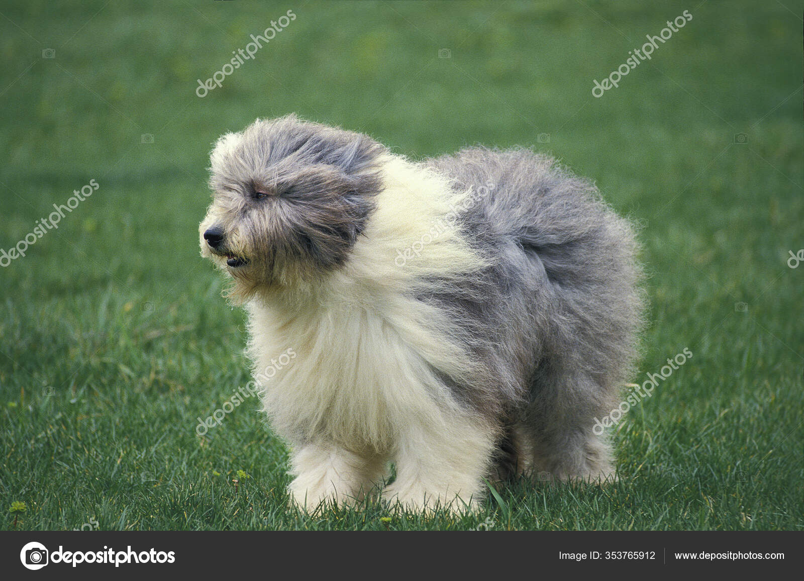 HD wallpaper: dogs, puppies, Bobtail, The old English Sheepdog