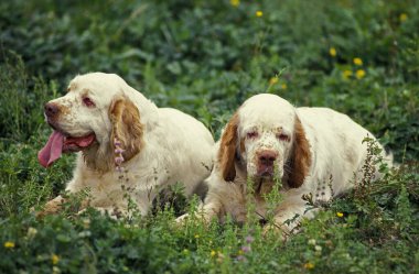 Çimenlerin üzerinde yatan Spaniel  