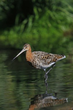Mermer Godwit, limoza limoza, Fransa 'nın güneyinde bataklıkta gezinen yetişkin, pireneler.  