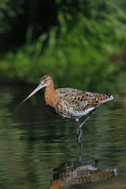 Marbled Godwit, limosa limosa, Adult walwing through Swamp, Pyrenees in the South of France   clipart