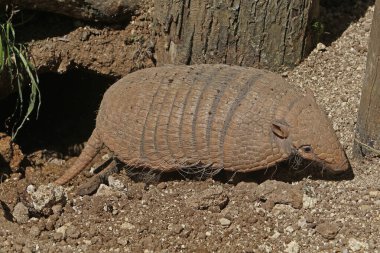 Sarı ya da altı bantlı Armadillo, Euphractus sexcinctus, Den girişinde duran yetişkin.  