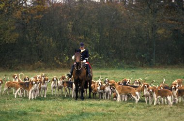 Fox Hunting with Pack of Poitevin Dogs and Great anglo-french Hounds   clipart