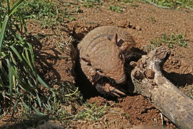 Sarı ya da altı bantlı Armadillo, Euphractus sexcinctus, Den girişinde duran yetişkin.  