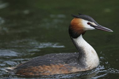 Great Crested Grebe, Podiceps kriteri, Adult, Pyrenees in the South of France  