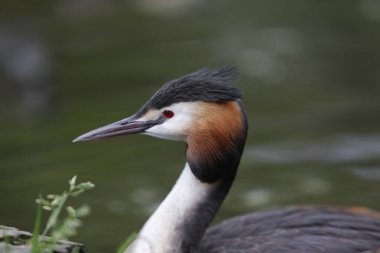 Great Crested Grebe, Podiceps kriteri, Adult, Pyrenees in the South of France  