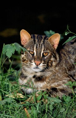 Amur Leopar Kedisi veya Sibirya Leoparı Kedisi, prionailurus bengalensis euptilura  