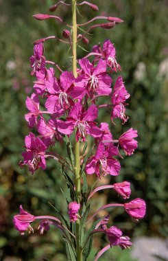 Rosebay Willowhere, epilobium angustifolium, Fransız Alpleri  