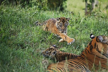 Sumatra Kaplanı, Panthera Tigris Sumatrae, Anne ve Yavru  
