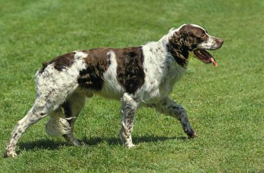 Fransız Spaniel, Çimlerde yürüyen Yetişkin  